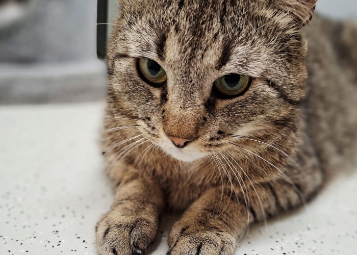 Katze, EKH, Rigatoni, Tierheim Burgdorf