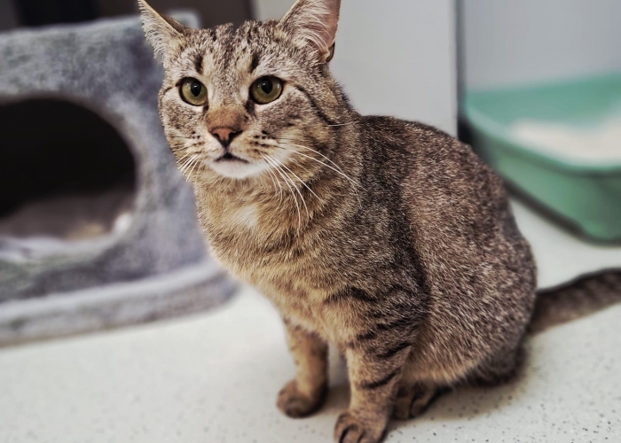 EKH-Katze, Rigatoni, Tierheim Burgdorf