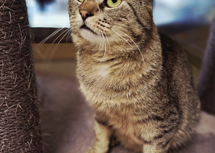 EKH-Katze, Rigatoni, Tierheim Burgdorf