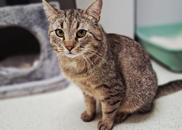EKH-Katze, Rigatoni, Tierheim Burgdorf