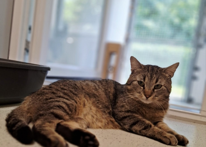 EKH-Katze, Rigatoni, Tierheim Burgdorf