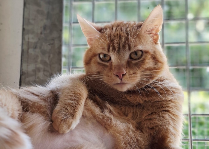 Katze, EKH, Aron, Tierheim Burgdorf