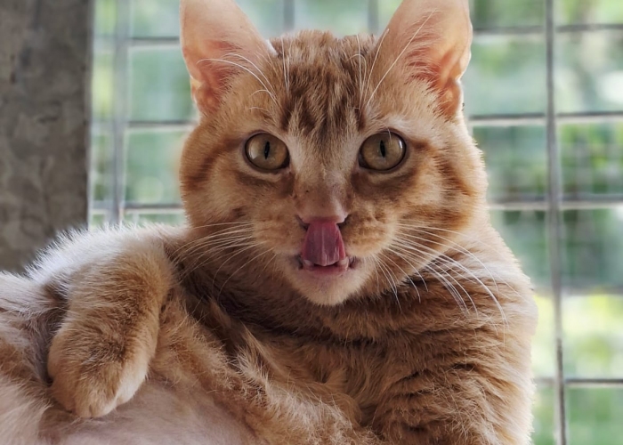 EKH-Katze, Aron, Tierheim Burgdorf