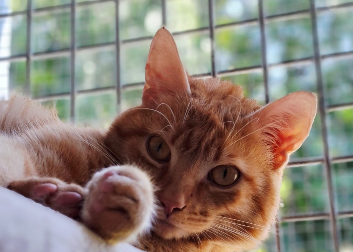 EKH-Katze, Aron, Tierheim Burgdorf