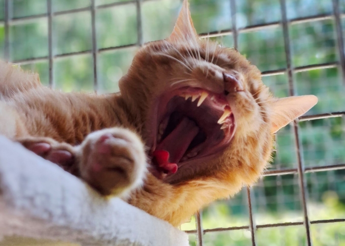 EKH-Katze, Aron, Tierheim Burgdorf