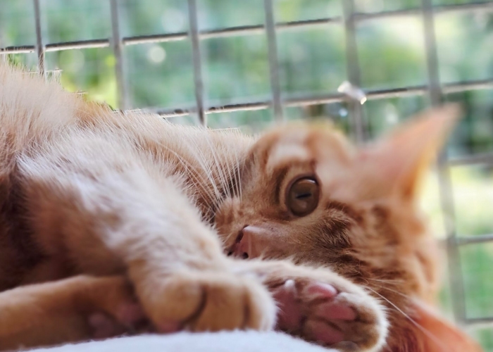 EKH-Katze, Aron, Tierheim Burgdorf
