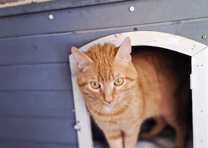 EKH-Katze, Aron, Tierheim Burgdorf