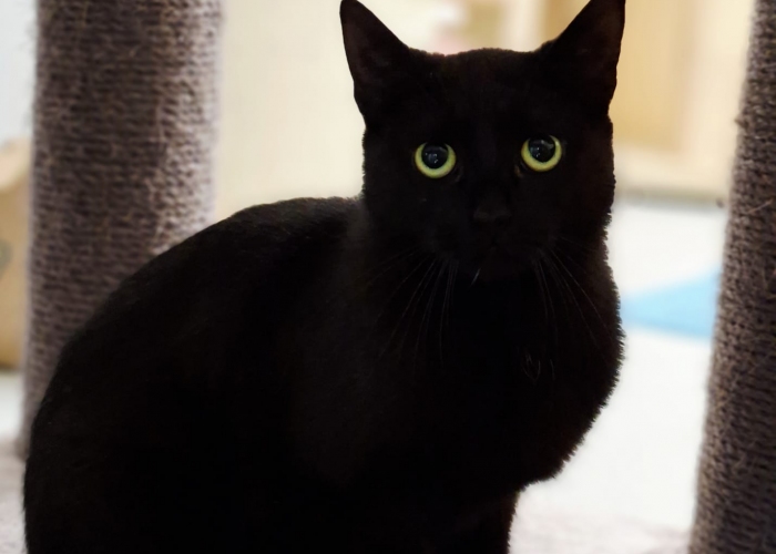 EKH-Katze, Spaghetti, Tierheim Burgdorf