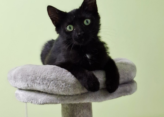 EKH-Katze, Matcha und Vivaro, Tierheim Burgdorf