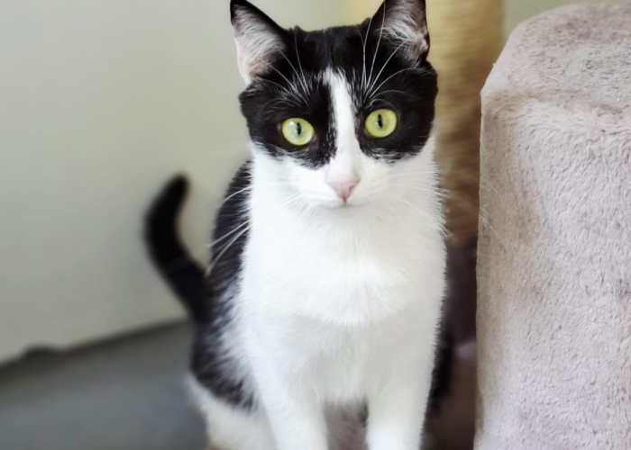 EKH-Mix-Katze, Florentine und Blinzela, Tierheim Burgdorf