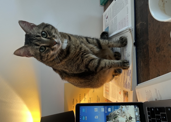 Katze, EKH-Mix, Fani, Tierheim Burgdorf