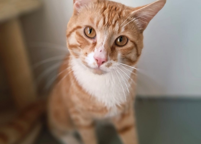 Katze, EKH, Alfons, Tierheim Burgdorf