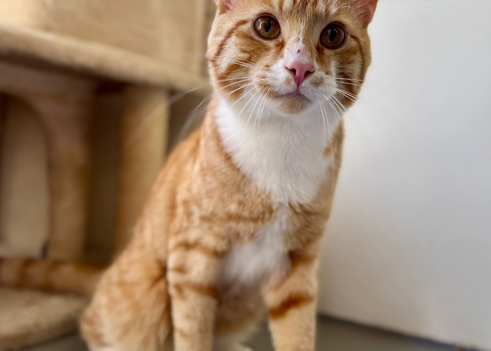 EKH-Katze, Alfons, Tierheim Burgdorf