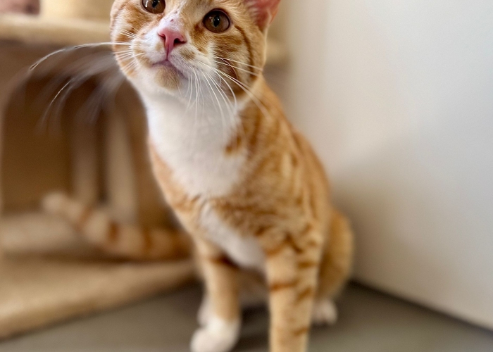 EKH-Katze, Alfons, Tierheim Burgdorf