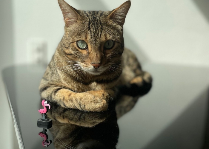 Bengal Kater-Katze, Tutter, Tierheim Burgdorf