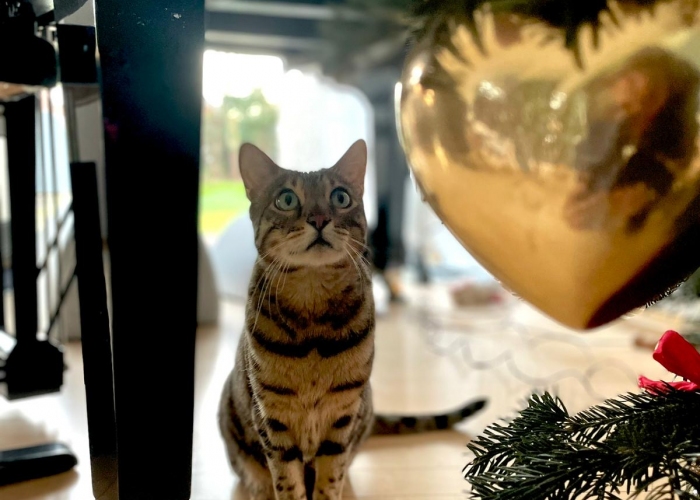 Bengal Kater-Katze, Tutter, Tierheim Burgdorf