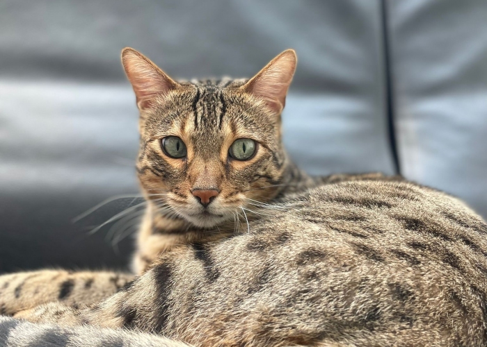 Bengal Kater-Katze, Tutter, Tierheim Burgdorf