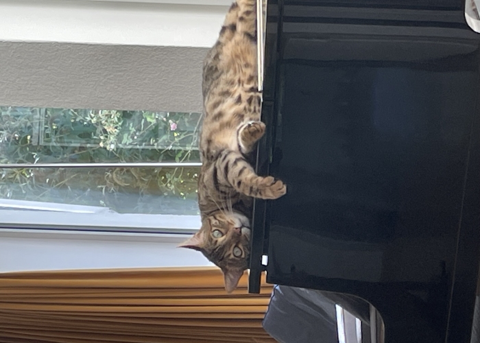 Bengal Kater-Katze, Tutter, Tierheim Burgdorf