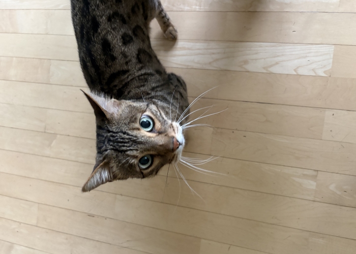 Bengal Kater-Katze, Tutter, Tierheim Burgdorf