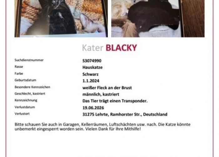 Katze, EKH, Blacky, Tierheim Burgdorf
