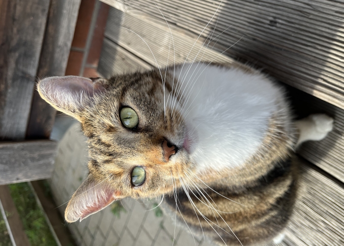 Katze, EKH, Shou, Tierheim Burgdorf