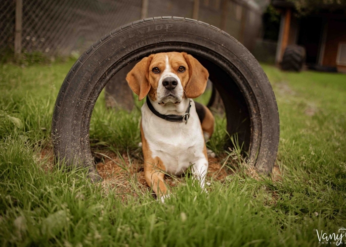 Hund, Beagle, Elvis, Tierheim Burgdorf