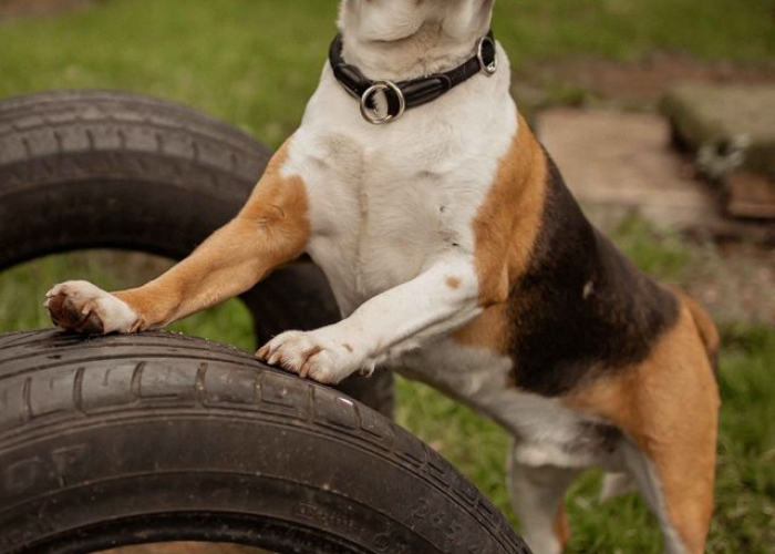 Beagle-Hund, Elvis, Tierheim Burgdorf