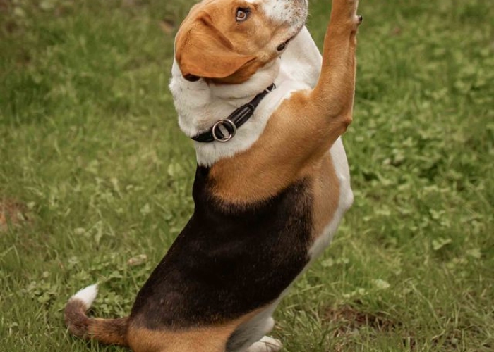 Beagle-Hund, Elvis, Tierheim Burgdorf