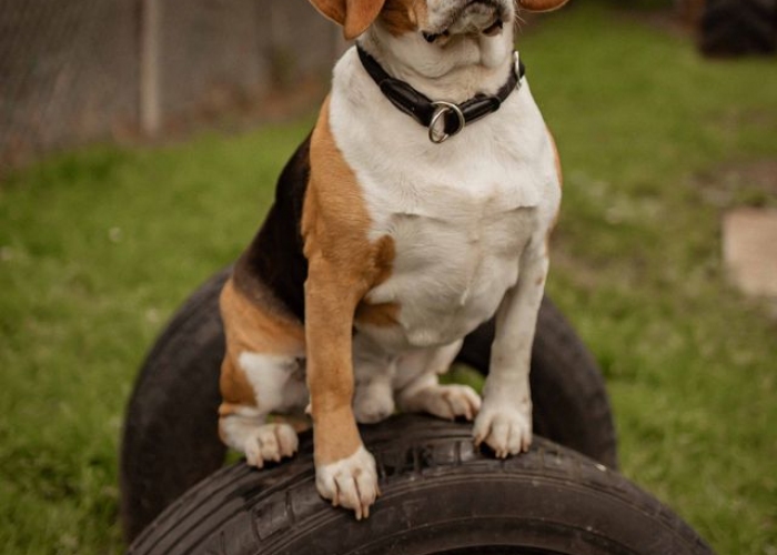 Beagle-Hund, Elvis, Tierheim Burgdorf