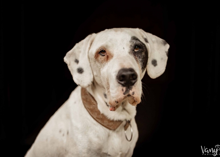 Hund, Dogo Argentino-Mischling, Sky, Tierheim Burgdorf
