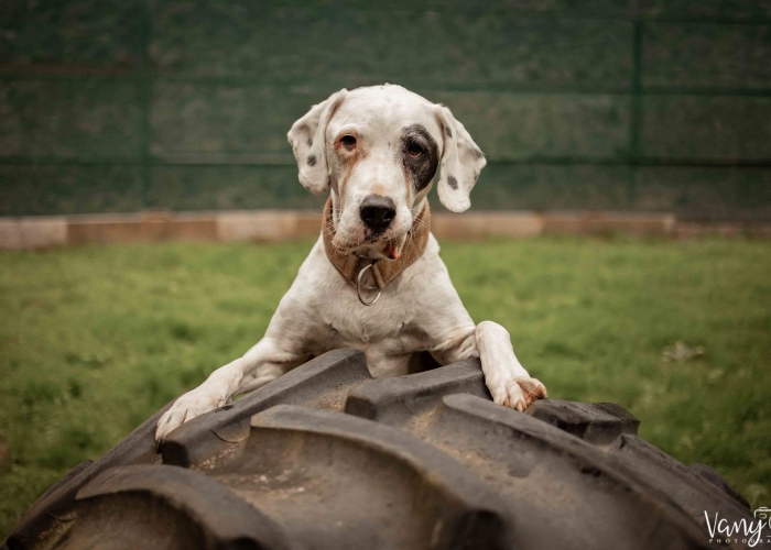 Dogo Argentino-Mischling-Hund, Sky, Tierheim Burgdorf