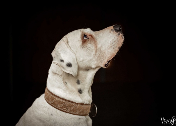 Dogo Argentino-Mischling-Hund, Sky, Tierheim Burgdorf