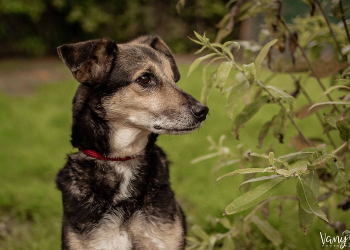 Hund, Pinscher(?)-Mischling, Flemming, Tierheim Burgdorf