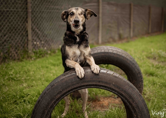 Pinscher(?)-Mischling-Hund, Flemming, Tierheim Burgdorf
