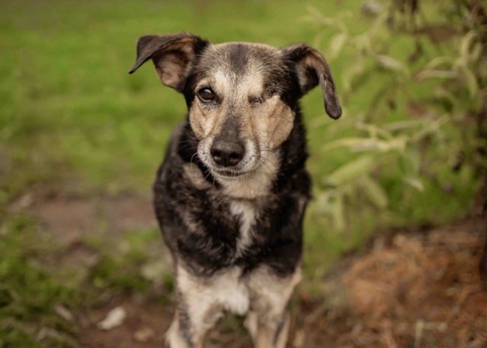 Pinscher(?)-Mischling-Hund, Flemming, Tierheim Burgdorf
