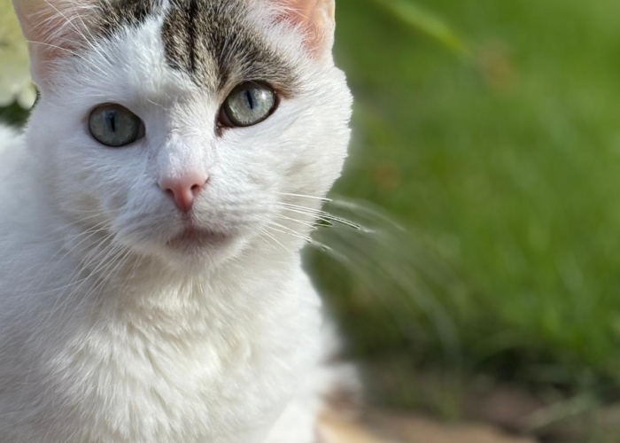 Katze, EKH, Pablo, Tierheim Burgdorf
