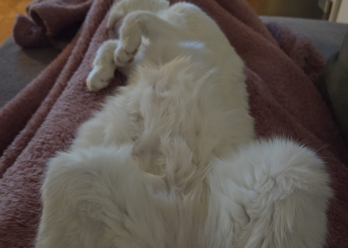 EKH-Katze, Pablo, Tierheim Burgdorf