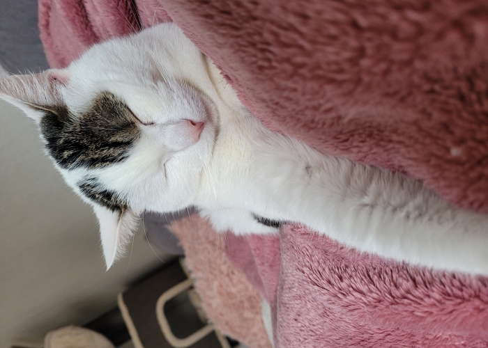 EKH-Katze, Pablo, Tierheim Burgdorf