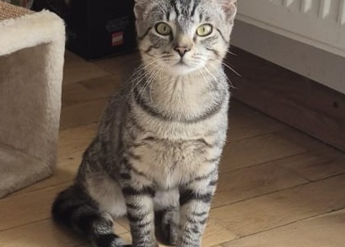 Katze, EKH, , Tierheim Burgdorf