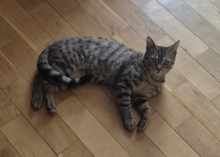 EKH-Katze, , Tierheim Burgdorf