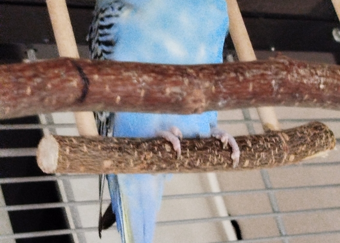 Vogel, Wellensittich, Hugo, Tierheim Burgdorf