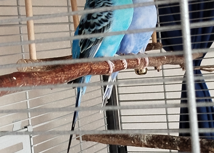 Wellensittich-Vogel, Hugo, Tierheim Burgdorf