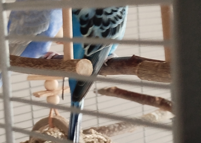 Wellensittich-Vogel, Hugo, Tierheim Burgdorf