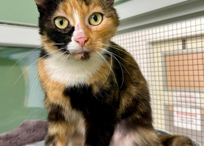 Katze, EKH, Allison, Tierheim Burgdorf