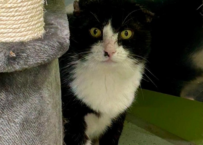 Katze, EKH, Mentaiko, Tierheim Burgdorf