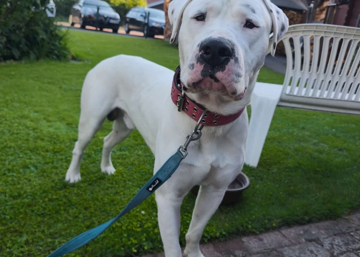 Hund, Dogo Argentino(-Mischling), Babymann, Tierheim Burgdorf