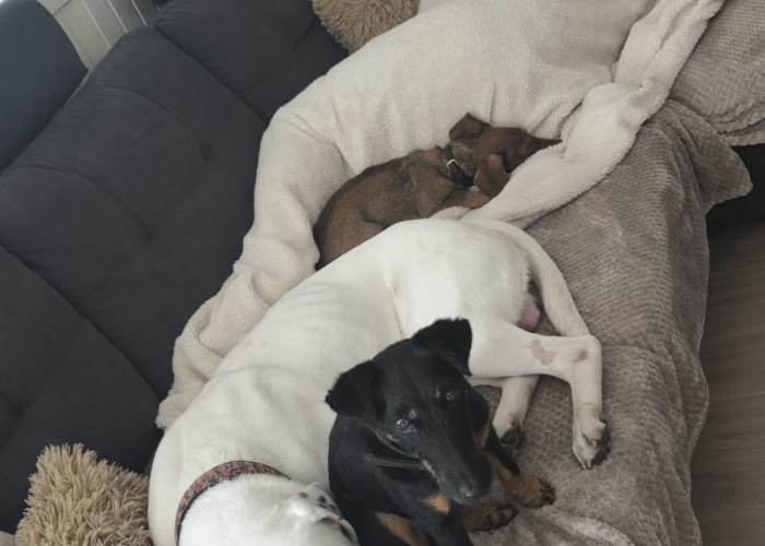 Dogo Argentino(-Mischling)-Hund, Babymann, Tierheim Burgdorf