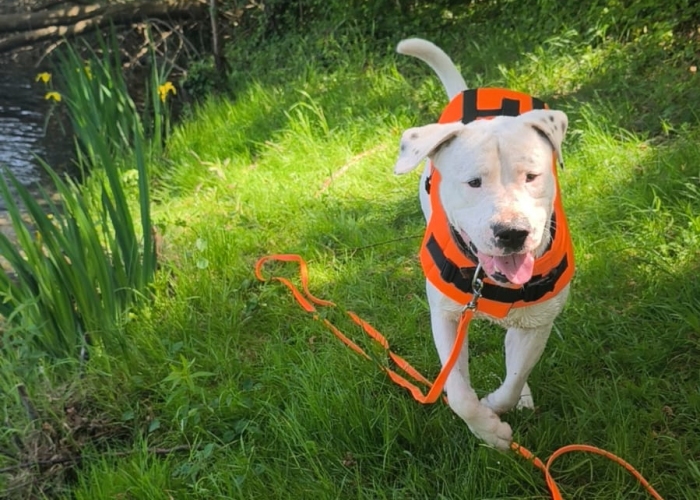 Dogo Argentino(-Mischling)-Hund, Babymann, Tierheim Burgdorf