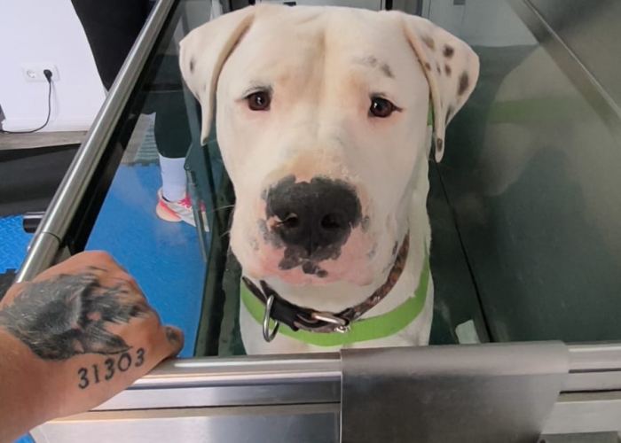Dogo Argentino(-Mischling)-Hund, Babymann, Tierheim Burgdorf