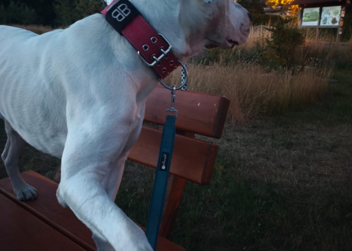 Dogo Argentino(-Mischling)-Hund, Babymann, Tierheim Burgdorf